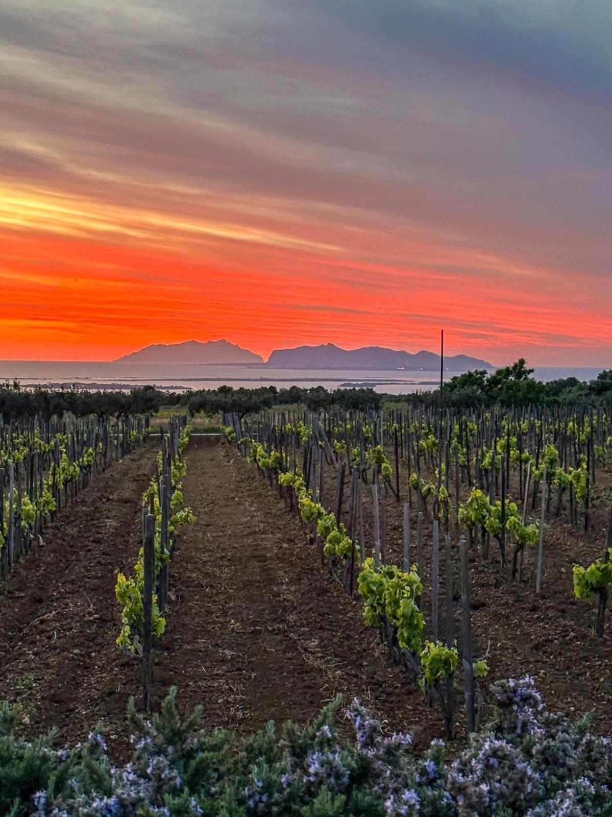 Agriturismo Baglio Donnafranca Wine Resort Μαρσάλα Εξωτερικό φωτογραφία