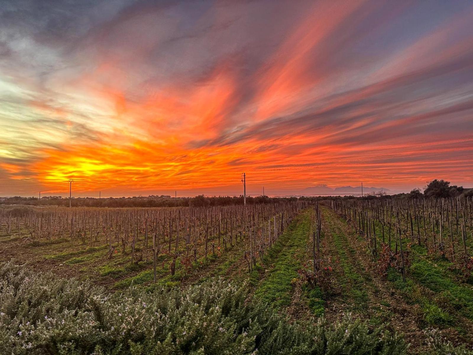 Agriturismo Baglio Donnafranca Wine Resort Μαρσάλα Εξωτερικό φωτογραφία
